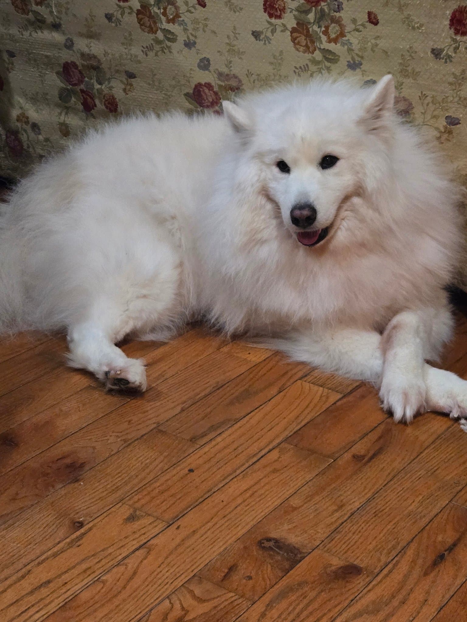 Teddy the Samoyed — reference portrait