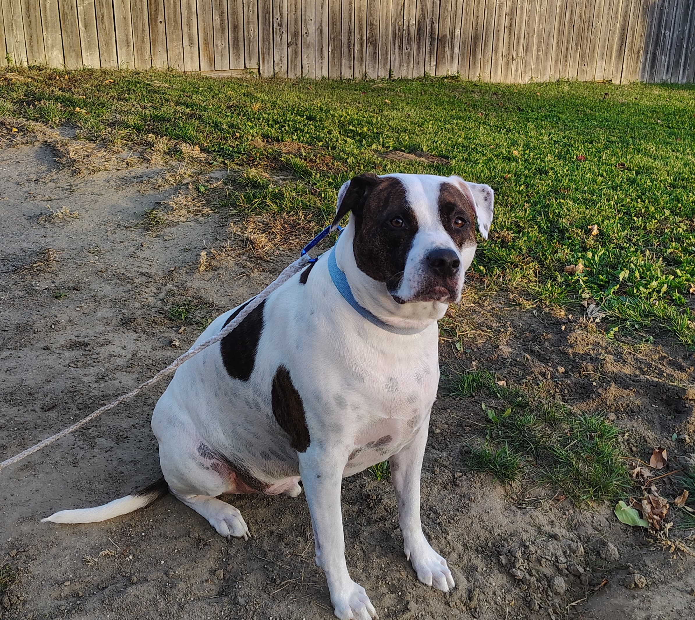 Finnegan the Pit Bull — reference portrait