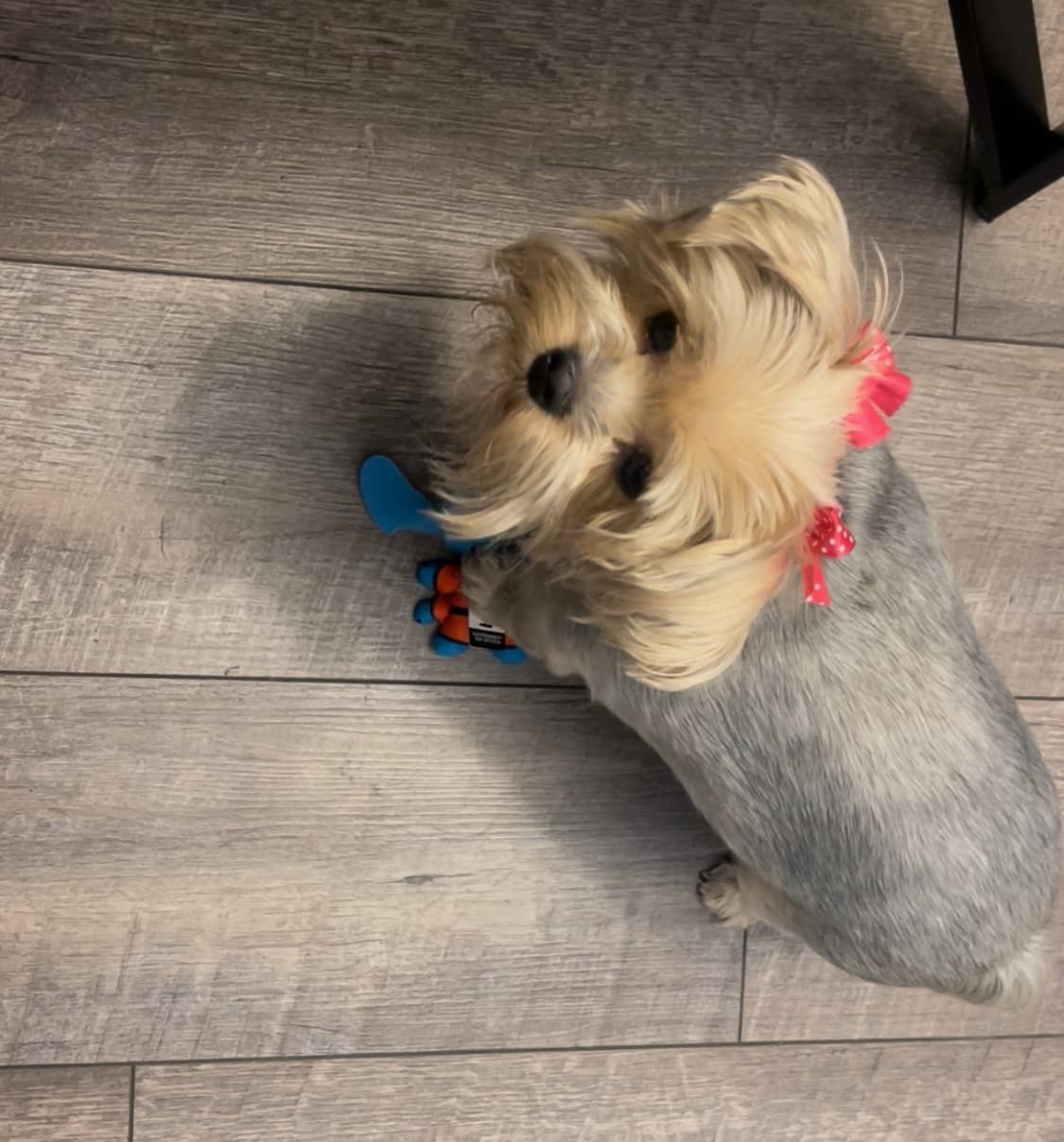 Lola the Yorkie Terrier — reference portrait