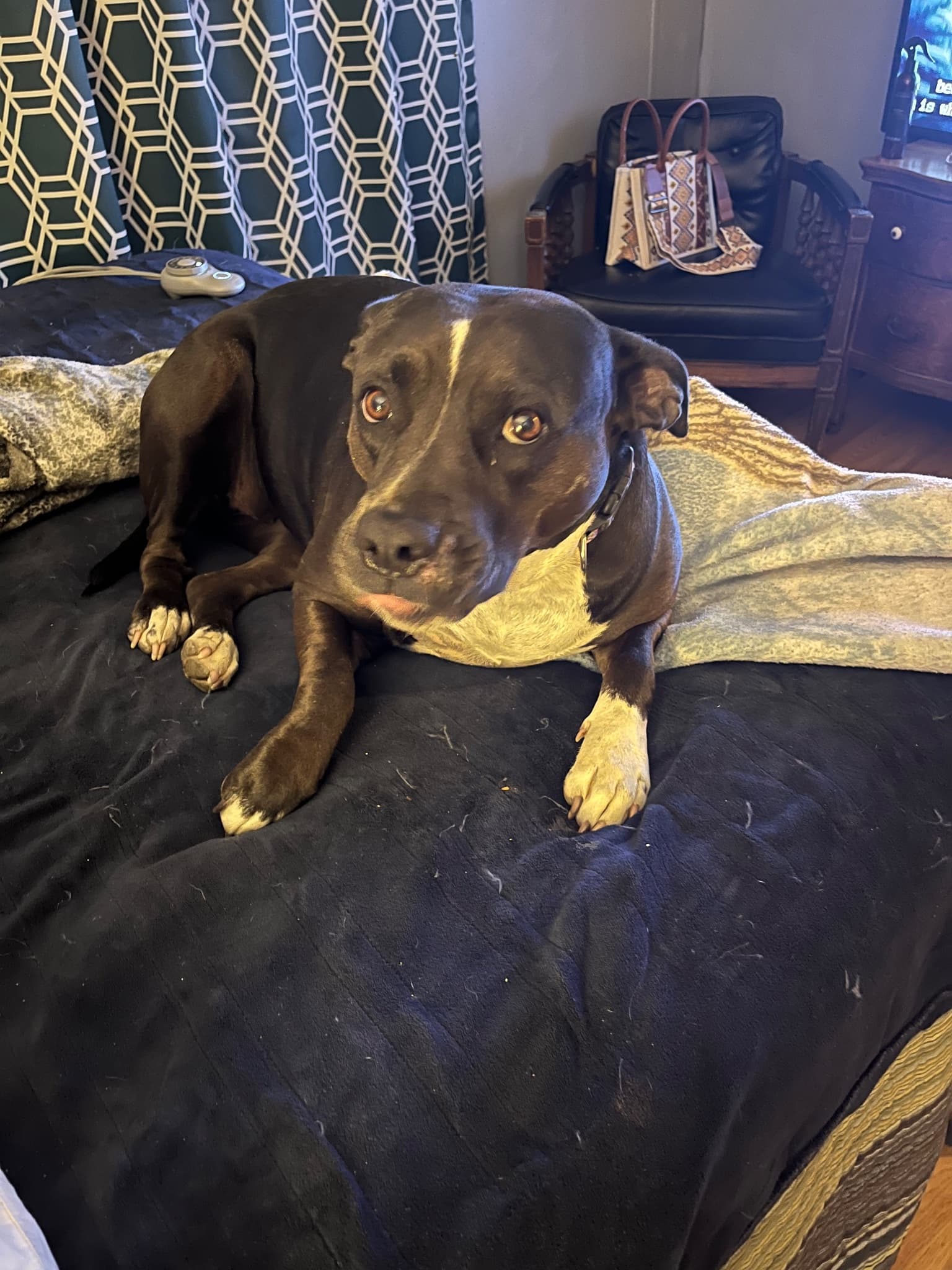 Jade the Pit Bull — reference portrait