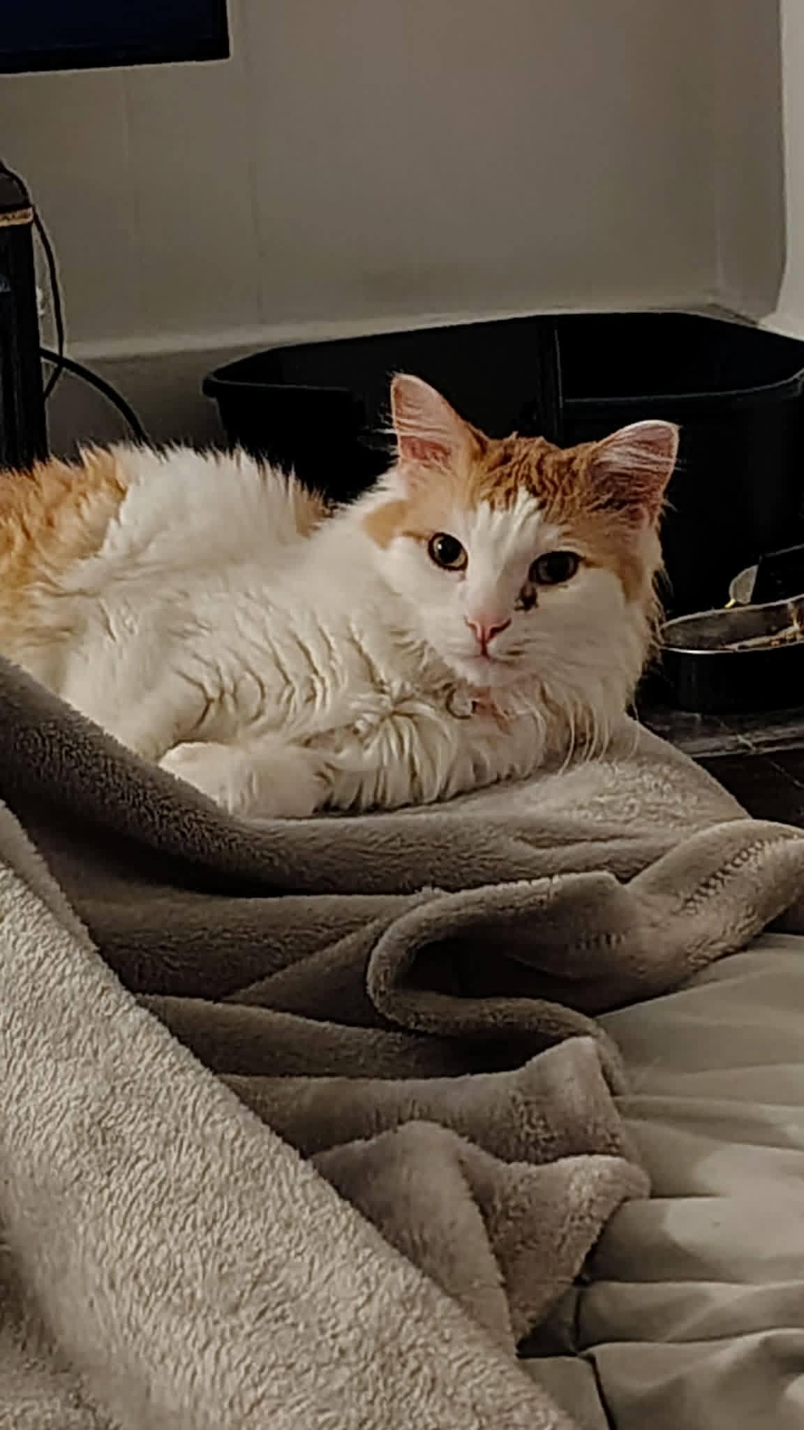Crocket the Orange & White Cat — reference portrait