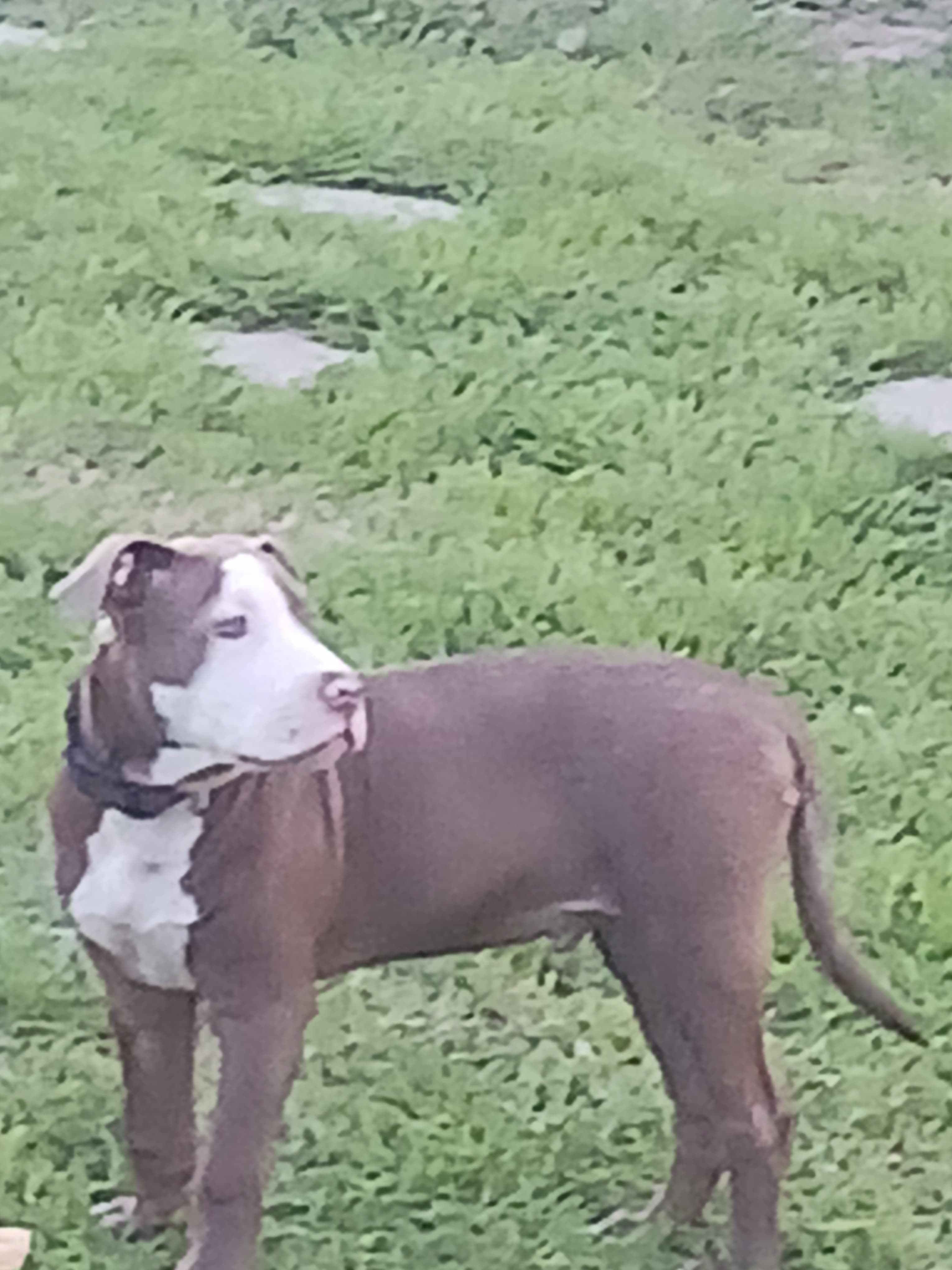 Bam Bam the Red Nose Pit Bull — reference portrait